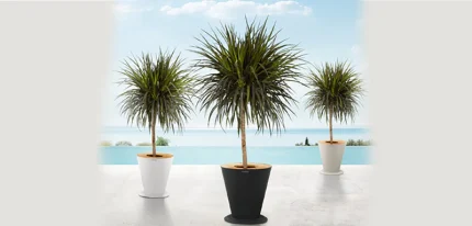 Thailand-Outdoor-Furniture-Icoo-Planter-Black